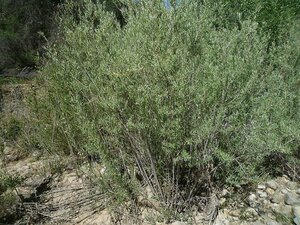 Salix exigua Plant